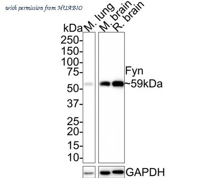 HUABIO HA721577 image 2