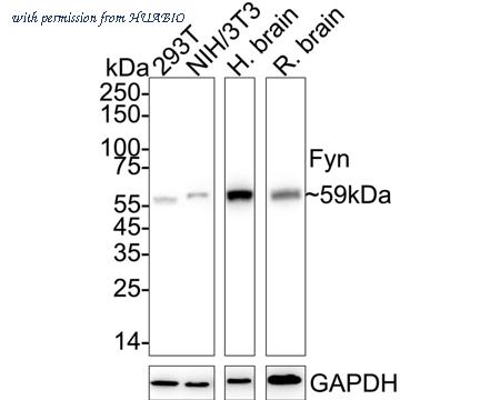 HUABIO HA721577 image 3