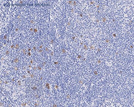 HUABIO HA721579 image 2