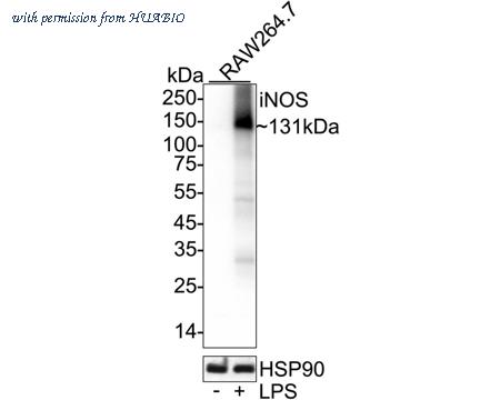 HUABIO HA721583 image 1