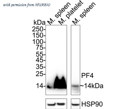 HUABIO HA721584 image 2