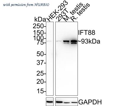 HUABIO HA721590 image 1