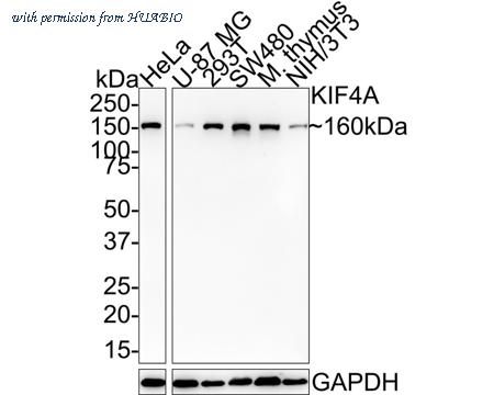 HUABIO HA721591 image 1