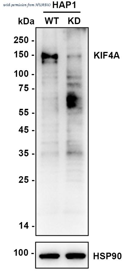 HUABIO HA721591 image 2