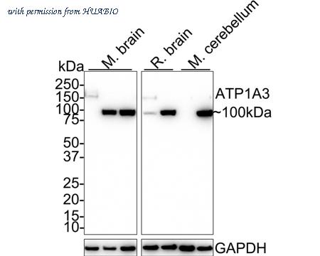 HUABIO HA721596 image 1