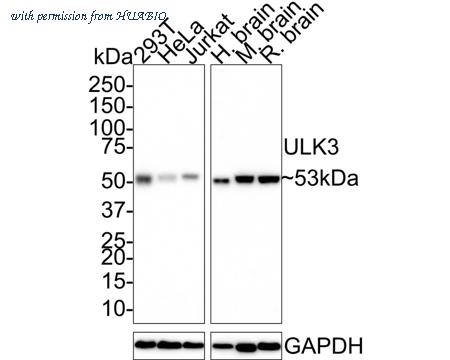 HUABIO HA721621 image 1