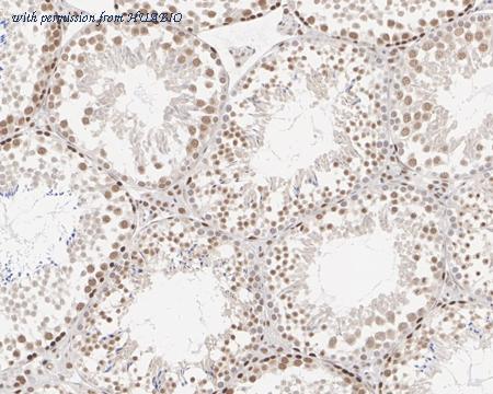 HUABIO HA721628 image 2