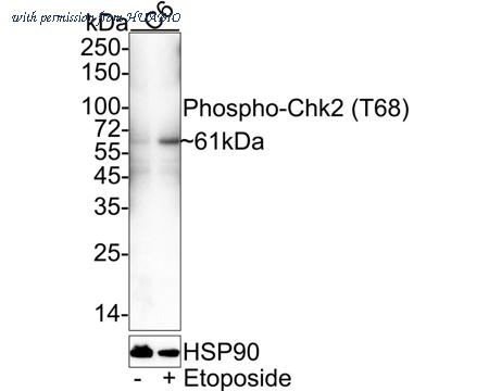 HUABIO HA721633 image 2