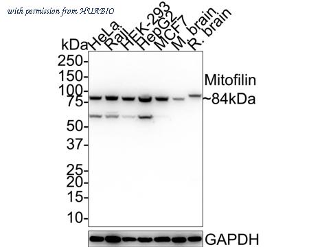 HUABIO HA721635 image 1