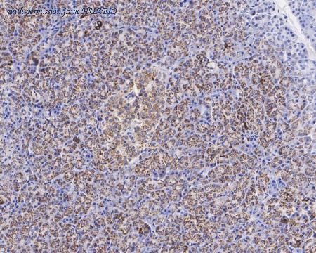 HUABIO HA721636 image 3