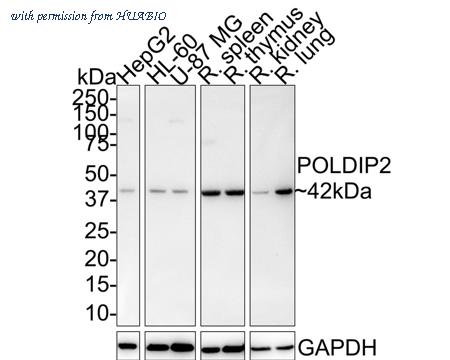 HUABIO HA721637 image 1