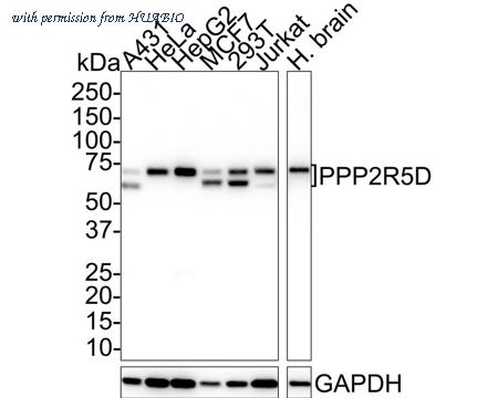 HUABIO HA721638 image 1
