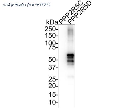 HUABIO HA721639 image 2