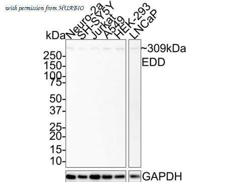 HUABIO HA721646 image 1