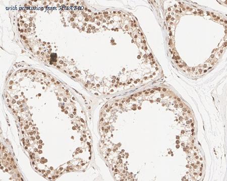 HUABIO HA721646 image 3