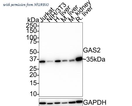 HUABIO HA721647 image 1