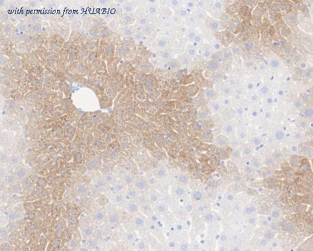 HUABIO HA721647 image 3