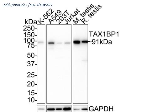 HUABIO HA721648 image 1