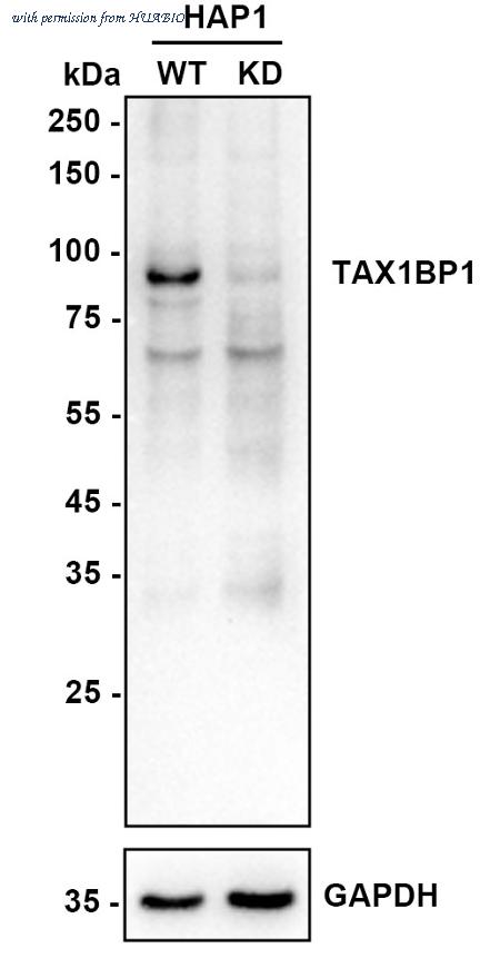 HUABIO HA721648 image 2