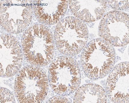 HUABIO HA721648 image 3