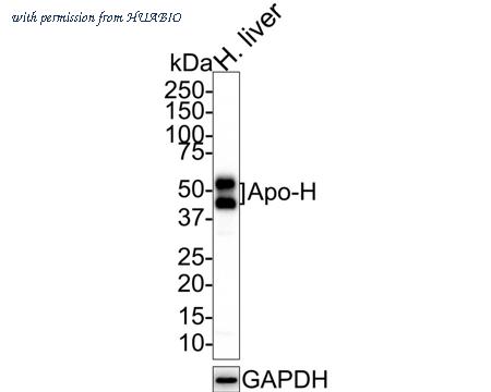 HUABIO HA721649 image 1