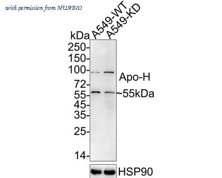 HUABIO HA721649 image 2
