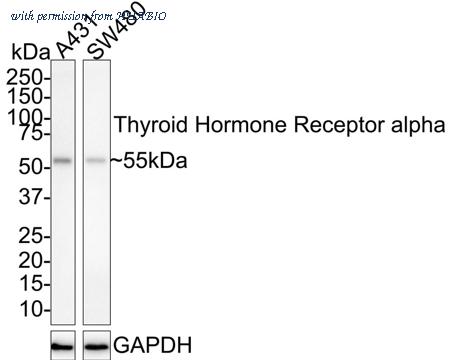 HUABIO HA721663 image 1