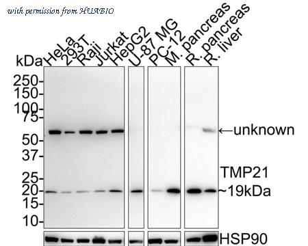 HUABIO HA721679 image 1
