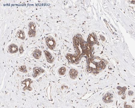 HUABIO HA721679 image 2