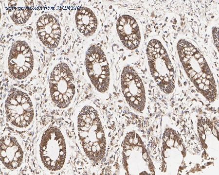 HUABIO HA721679 image 3