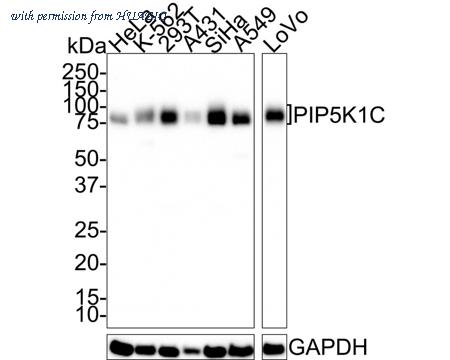 HUABIO HA721681 image 1
