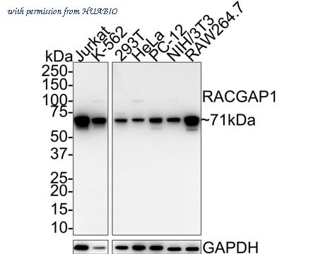 HUABIO HA721687 image 1