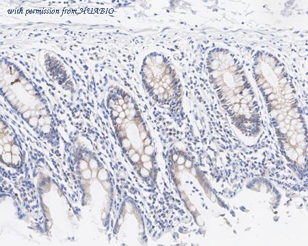 HUABIO HA721689 image 3