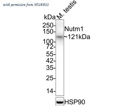 HUABIO HA721690 image 1