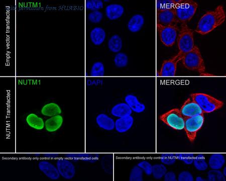 HUABIO HA721690 image 2