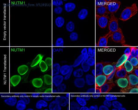 HUABIO HA721690 image 3