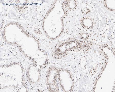 HUABIO HA721697 image 2