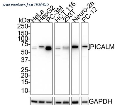 HUABIO HA721707 image 1