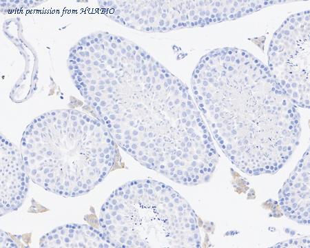 HUABIO HA721719 image 3