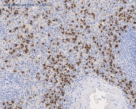 HUABIO HA721724 image 1