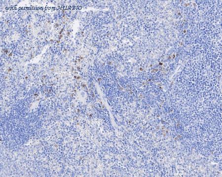 HUABIO HA721724 image 3