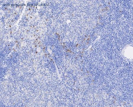 HUABIO HA721725 image 3