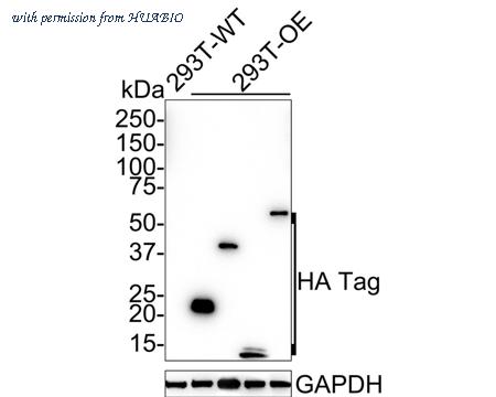 HUABIO HA721750 image 1