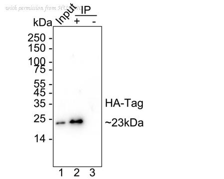 HUABIO HA721750 image 3