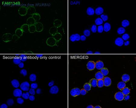 HUABIO HA721752 image 2