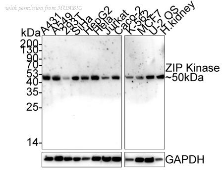 HUABIO HA721777 image 1