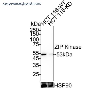 HUABIO HA721777 image 2