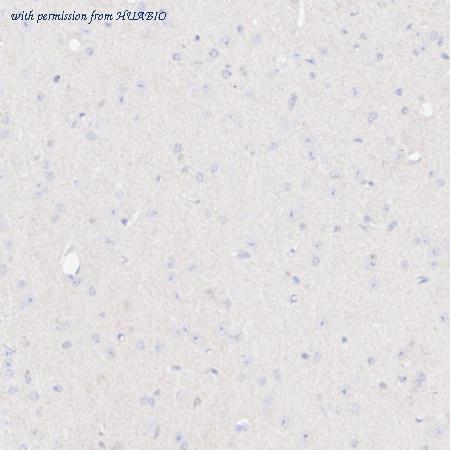 HUABIO HA721789 image 3