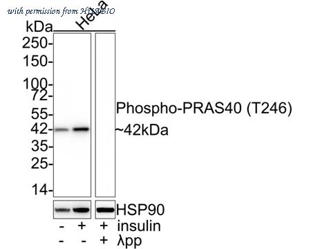 HUABIO HA721790 image 1