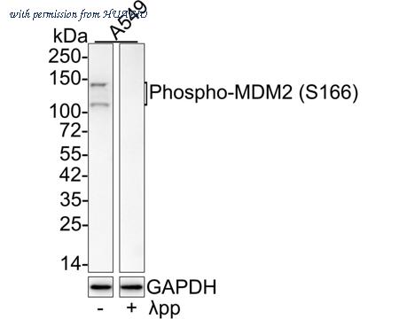 HUABIO HA721791 image 1